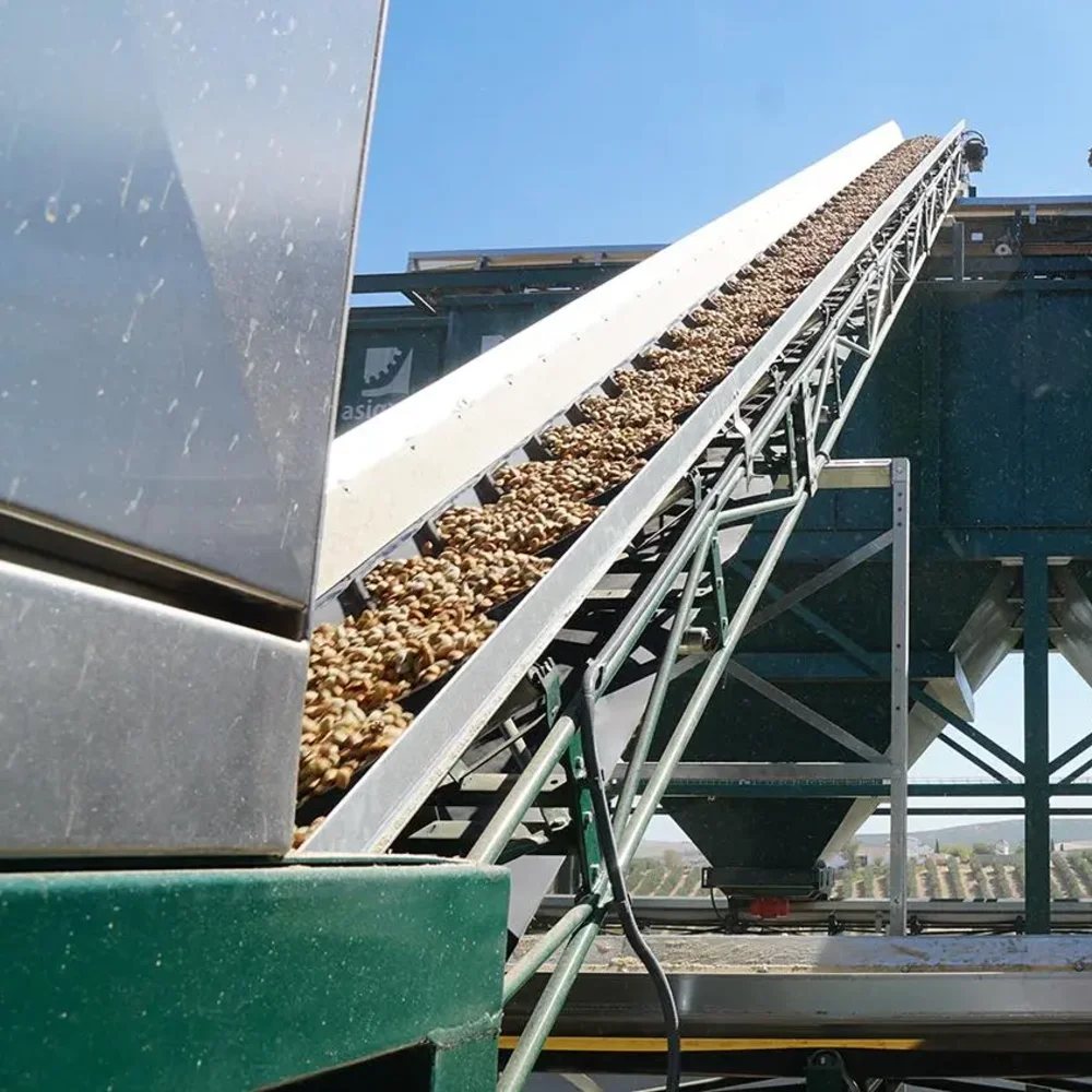 Cintas transportadoras planas para almendra