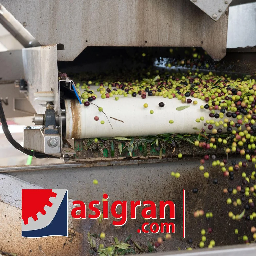 Cintas transportadoras planas para aceituna